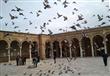 حمام يتجمّع وسط صحن جامع الزيتونة 2013                                                                                                                                                                  