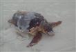 العثور على سلحفاة بحرية نافقة (1)                                                                                                                                                                       