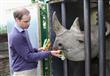 الأمير وليام يحذر من تعرض وحيد القرن لخطر الانقراض