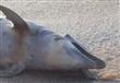 مواطنون يعثرون علي دولفين نافق (3)                                                                                                                                                                      