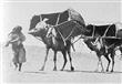 رحلات الحج.. من الخيل والجمال إلى الطائرات                                                                                                                                                              