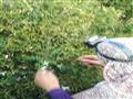 قرية الياسمين بالغربية (19)                                                                                                                                                                             