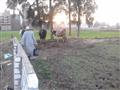 مزارعون كفر الشيخ (7)                                                                                                                                                                                   