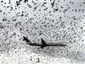 Birds-around-place