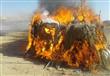 حرق 24 مزرعة "بانجو وحشيش" بسيناء