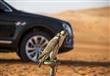 بنتلي Bentayga Falconry