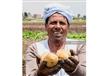 حصاد البطاطس