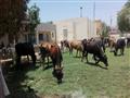 مركز شباب نصر النوبة مزرعة مواشي (3)                                                                                                                                                                    