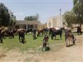 مركز شباب نصر النوبة مزرعة مواشي (5)                                                                                                                                                                    