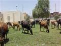مركز شباب نصر النوبة مزرعة مواشي (6)                                                                                                                                                                    