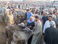 سوق دمنهور الدولى للماشية تصوير  حسام دياب (5)                                                                                                                                                          