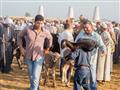 سوق دمنهور الدولى للماشية تصوير  حسام دياب (9)                                                                                                                                                          