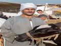 سوق دمنهور الدولى للماشية تصوير  حسام دياب (12)                                                                                                                                                         