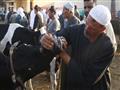سوق دمنهور الدولى للماشية تصوير  حسام دياب (16)                                                                                                                                                         