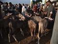 سوق دمنهور الدولى للماشية تصوير  حسام دياب (79)                                                                                                                                                         