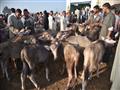 سوق دمنهور الدولى للماشية تصوير  حسام دياب (80)                                                                                                                                                         