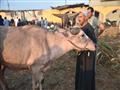 سوق دمنهور الدولى للماشية تصوير  حسام دياب (53)                                                                                                                                                         