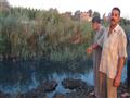 لوادر الصرف الزراعي تدهس محصولي القطن والذرة بالمنوفية (5)                                                                                                                                              