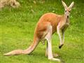 red_kangaroo