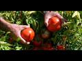 أرشيفية لطماطم