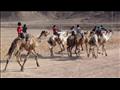سباق الهجن - أرشيفية