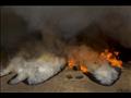 حرائق كاليفورنيا (13)                                                                                                                                                                                   