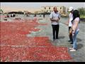 تجفيف الطماطم في الأقصر (8)                                                                                                                                                                             