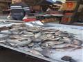 تجار الأسماك بدمياط (2)                                                                                                                                                                                 