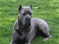 كلب الـ"Cane corso"                                                                                                                                                                                     