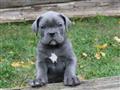 جرو كلب الـ"Cane corso"                                                                                                                                                                                 