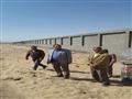 رئيس جامعة أسوان يتفقد أعمال تطوير مزرعة عنيبة بنصر النوبة (3)                                                                                                                                          
