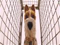 فيلم Isle of Dogs (3)                                                                                                                                                                                   