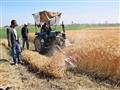 حصاد القمح في سوهاج (2)                                                                                                                                                                                 