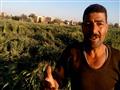 مزارعو القمح في المنيا (2)                                                                                                                                                                              