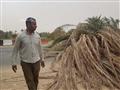 موظف بوحدة اخميم يتفقد سقوط النخيل                                                                                                                                                                      