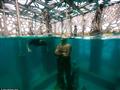 معرض Coralarium المغمور في المالديف (1)                                                                                                                                                                 