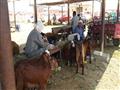 الركود يضرب سوق الماشية في السويس                                                                                                                                                                       