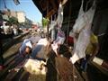 شوادر ذبح الأضاحي (17)                                                                                                                                                                                  
