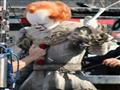 كواليس فيلم IT 2 (6)