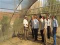 وفد  وزارة الزراعة يتابع مكافحة العفن الهبابي (5)                                                                                                                                                       
