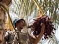 موسم جني التمر في البدرشين (3)