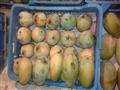 صنف المانجو الزبدية وقف حال سوقه                                                                                                                                                                        