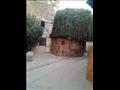 شجرة العليقة بدير سانت كاترين  (5)