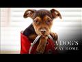 A Dog's Way Home