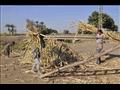 مزارعو القصب بالأقصر يجددون مطالبهم بزيادة سعر الطن (7)
