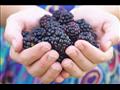 لماذا يعتبر التوت الأسود قنبلة فيتامينات؟