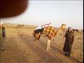 مشاركة قبائل جنوب سيناء في سباق الهجن بالرياض  (11)