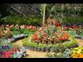 معرض الزهور (4)
