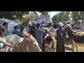 مسابقة صاحب أحسن حمار بأسوان