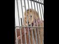 حديقة الحيوان10
